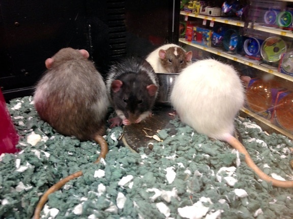 Rattus norvegicus, råttor, djur