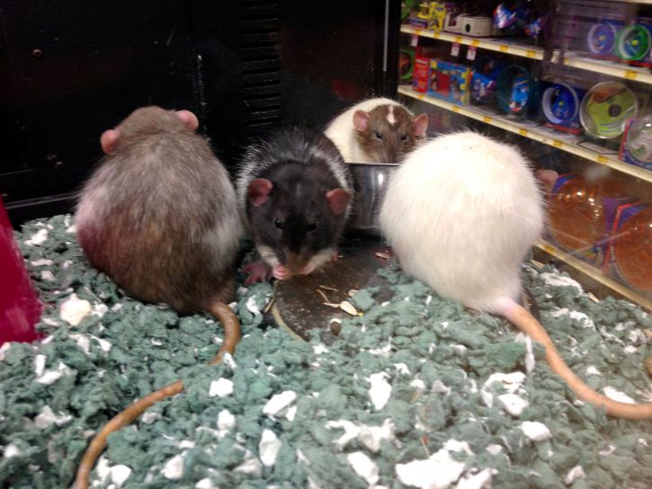 rattus norvegicus, chuột, động vật