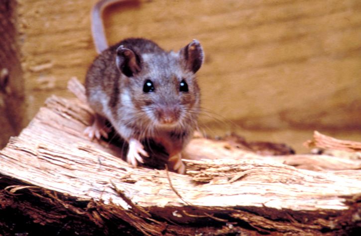 rodent, deer, mouse, peromyscus maniculatus