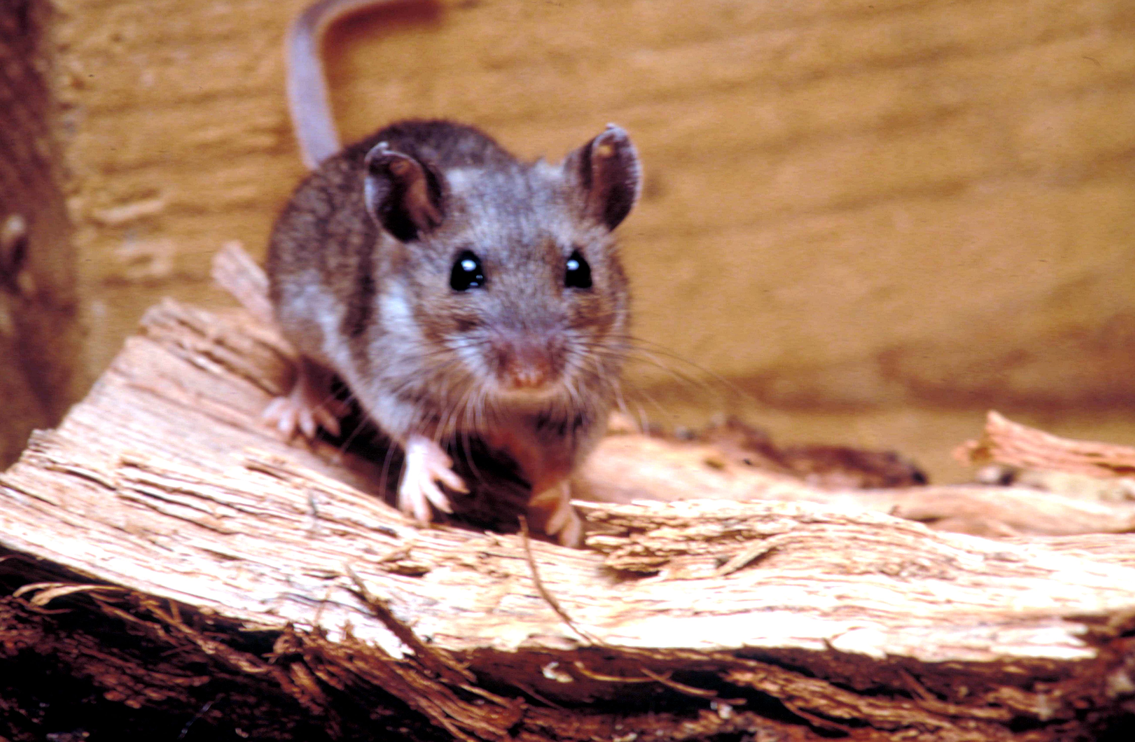 free-picture-rodent-deer-mouse-peromyscus-maniculatus