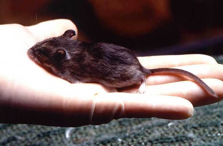 sterile, latex, gloved, hand, holding, unknowndeer, mouse, genus, peromyscus