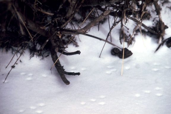 κομμάτια, χιόνι, ελάφια, ποντίκι, peromyscus maniculatus