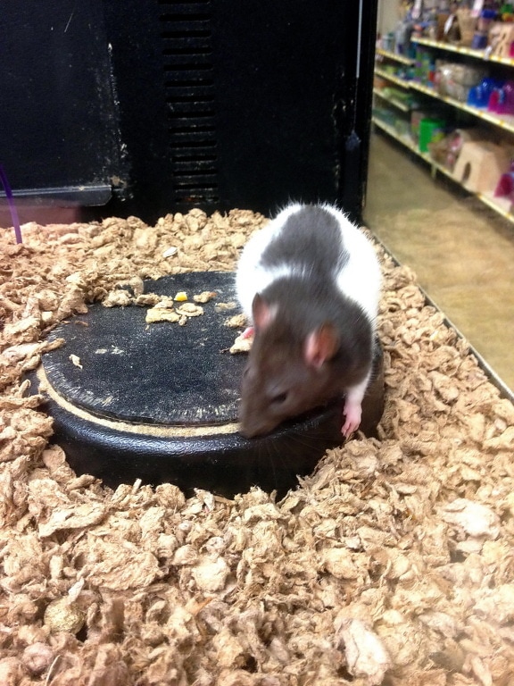 štakor, rattus norvegicuswild, smeđe, štakor