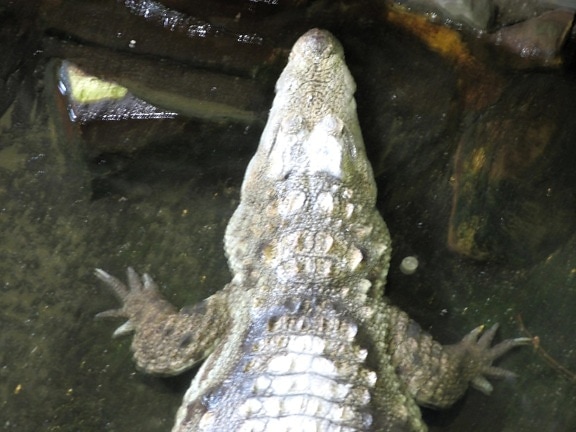 alligator, animal, alligatoridae
