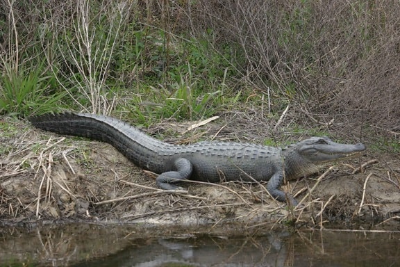 alligator, animal, pond