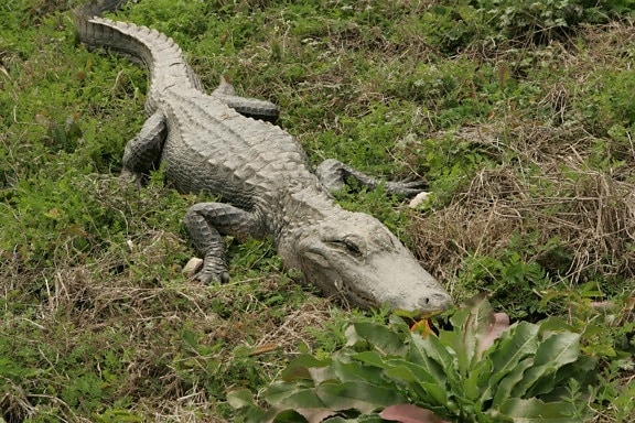 alligator, appears, sleeping