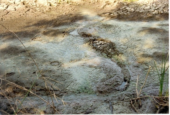 aligator, sušene, blato