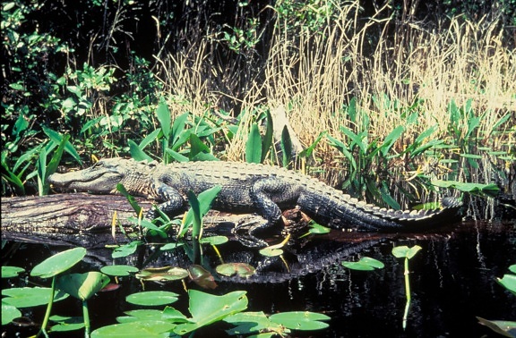 alligator, Reptil