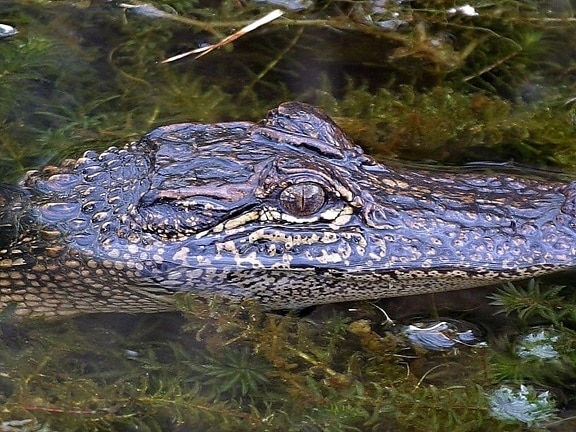 алигатор, Луизиана
