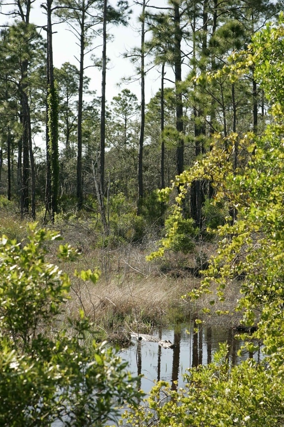 alligator, forest