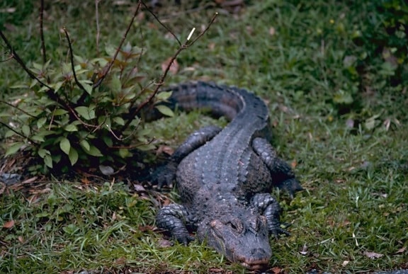 Chinoise, alligator