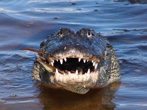up-close, front, adult, alligator, reptile, alligator, mississippiensis