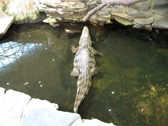crocodile, lake
