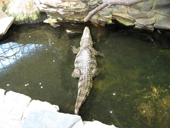 krokodil, jezera