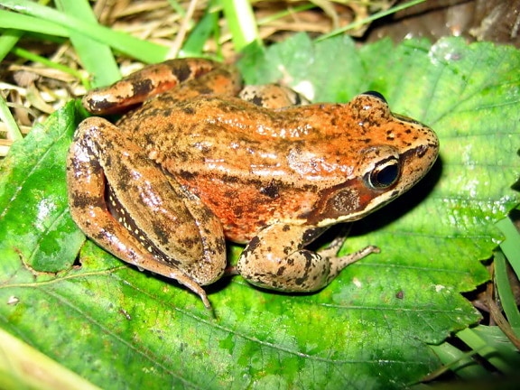 adult, northern red, legged, frog, bright green leaf, rana aurora