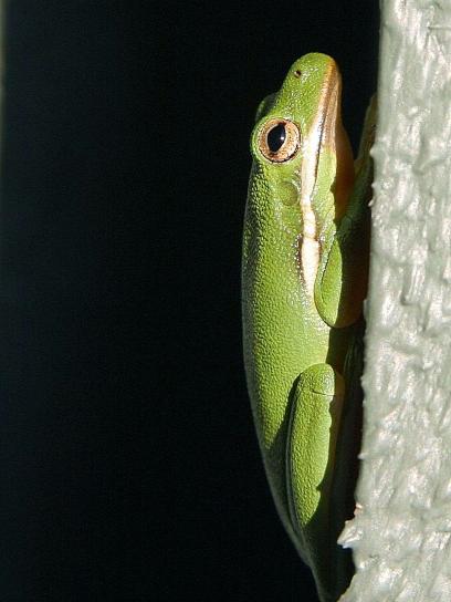 amphibian, frog, green, frog, wall
