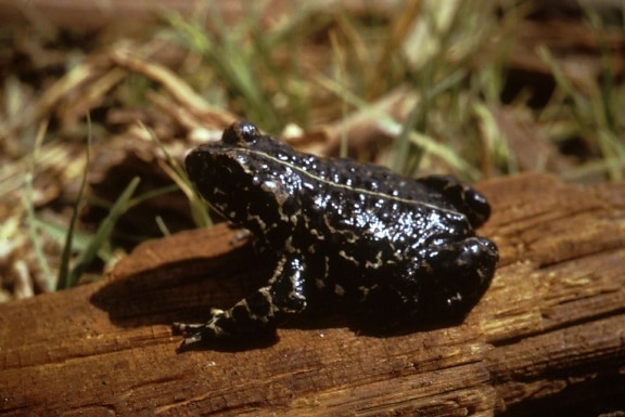 black, toad, frog, amphibia