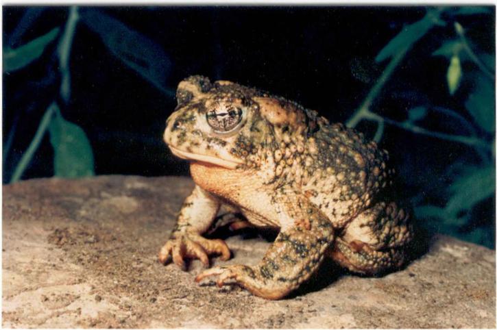 Bufo californicus, жаба