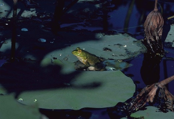 Bullfrog, catesbeiana рана, лягушка, листья