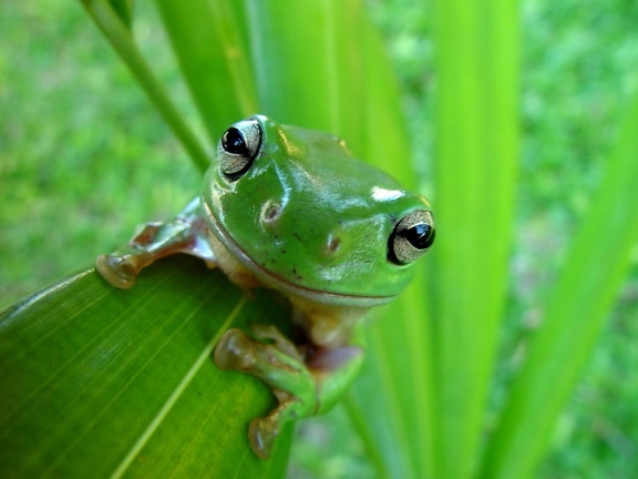 candid, frog