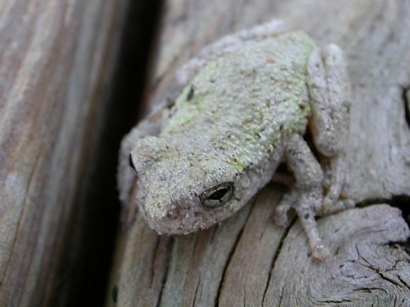 closeup, picture, tree, frog