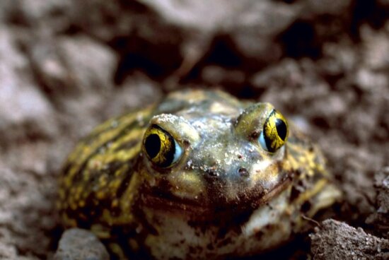 couchs, spadefoot, toad, frog, details