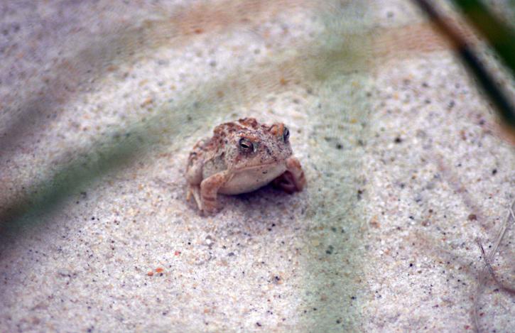 Φάουλερ, toad, άμμο