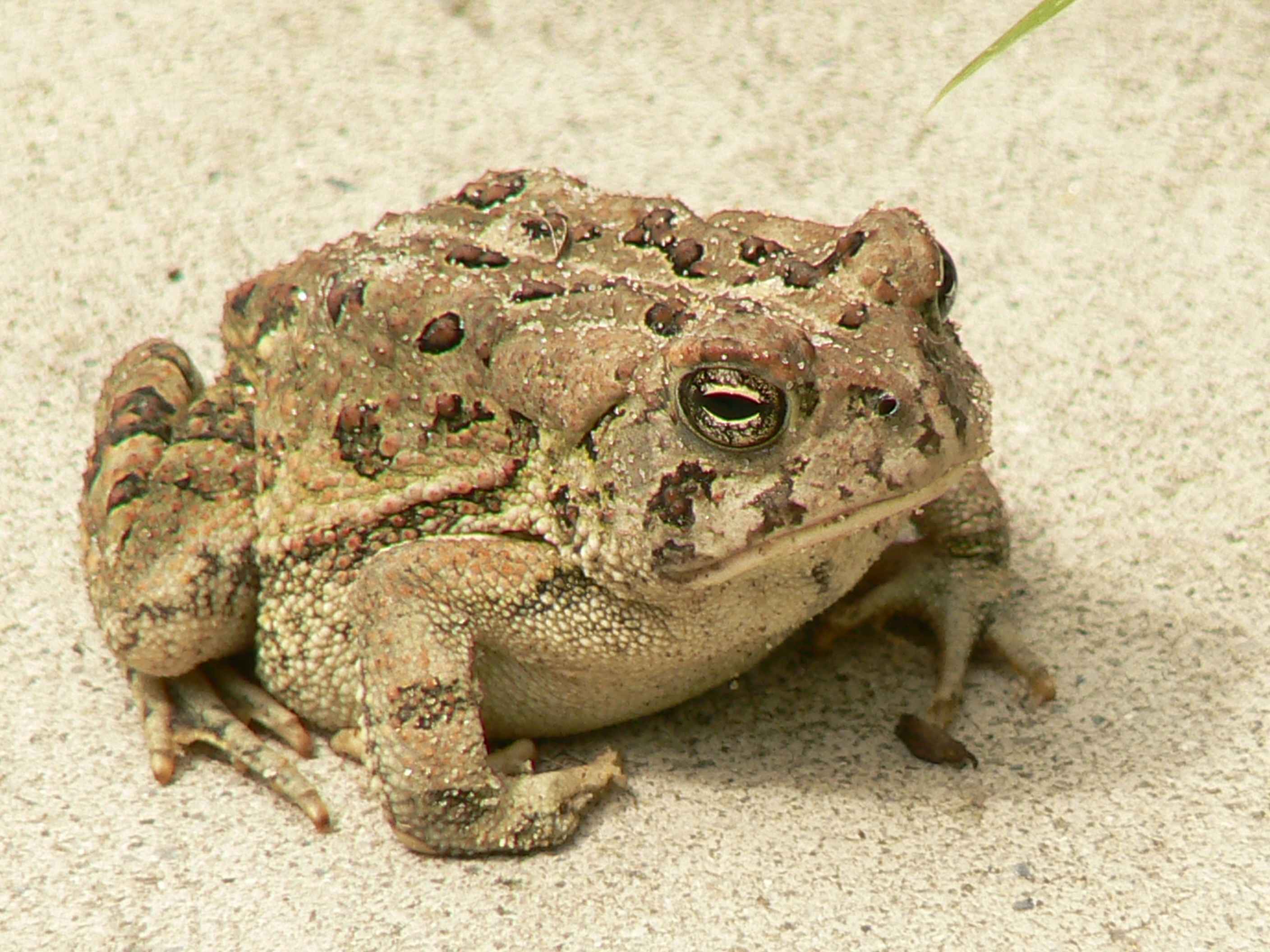 Free picture: fowlers, toad, frog
