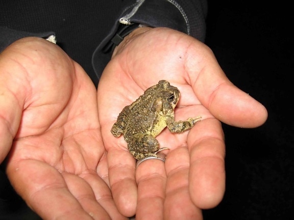 frog, arroyo, toad, bufo califoricus