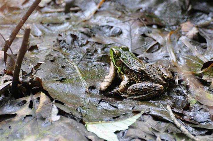 frog, amphibian, animal, leaves