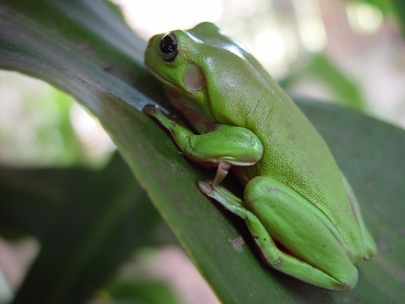 frog, leaf, eardrum