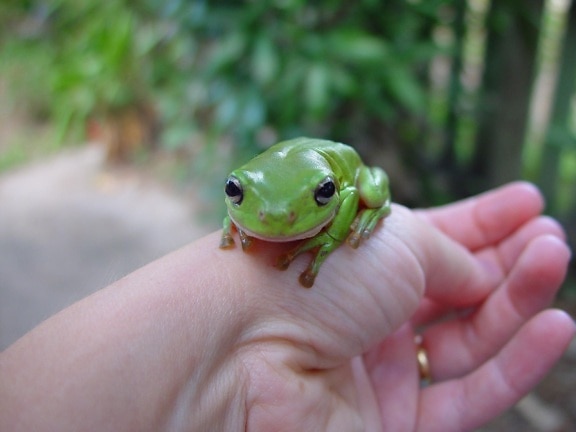 green, frog, hand