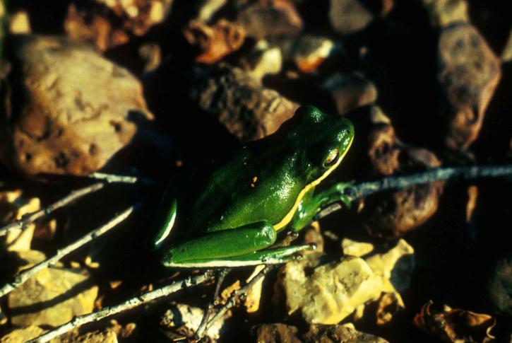green, tree, amphibian, frog, ground