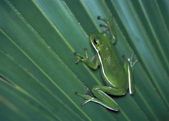 green, tree, frog, green leaf