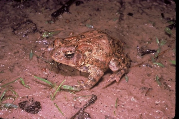Хюстън, крастава жаба