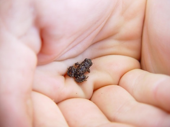 tiny, frog, hand