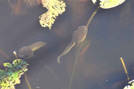 two, tadpoles, water