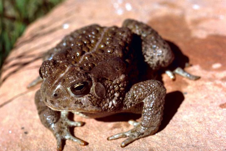 woodhouse, toad, frog, anaxyrus woodhousii