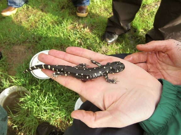 ambystoma californiense, Kalifornija, tigar salamander, ruke