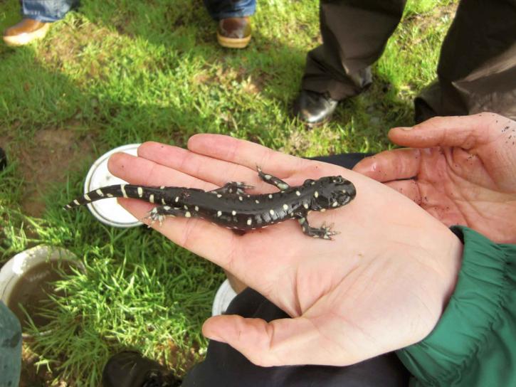 ambystoma californiense, Kalifornien, Tiger Salamander, die Hände
