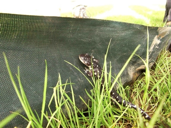 Kalifornia, tiger salamander, net
