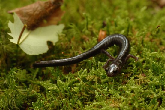 動物 爬行動物和兩棲動物 蜥蜴和壁虎 加利福尼亞, 虎蠑螈, ambystoma