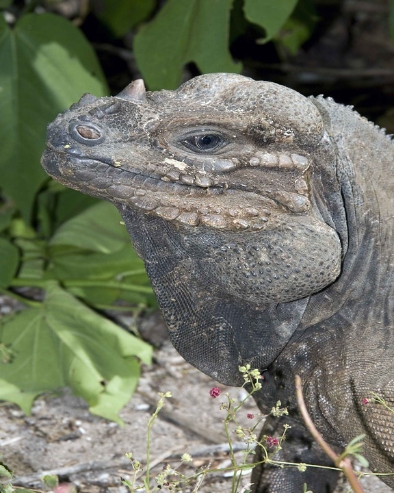 up-close, head, shoulder, mona, ground, iguana, reptile