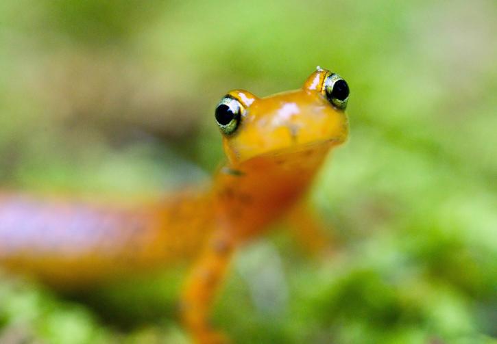 zblízka, longtail, salamander