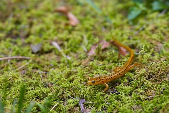 Eurycea, longicauda, ​​longtail, salamandre, amphibie, animal