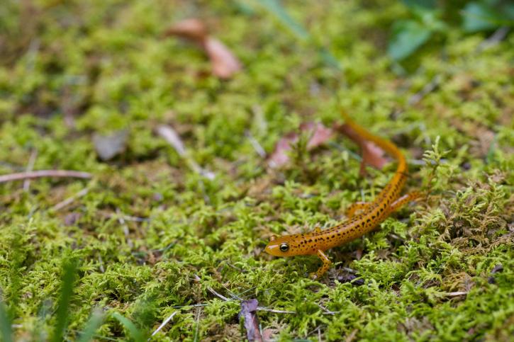 eurycea longicauda, longtail, salamander, amfibier, dyr