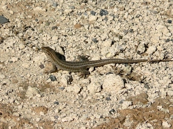 Gecko, Eidechse