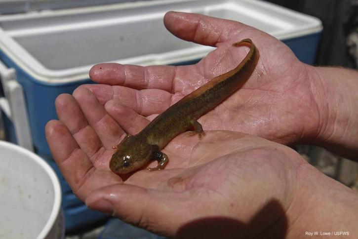 juvenile, pacific, giant, salamander