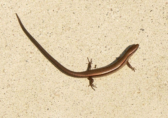 little, brown, skink, ground, skink, scincella, lateralis