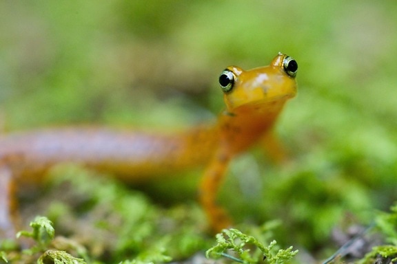 longtail, salamander, eurycea longicauda